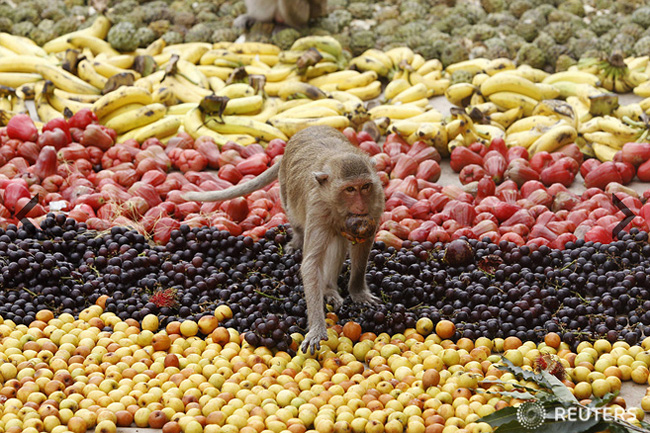 Người ta đã mang đến hơn 4000 cân hoa quả các loại cho lễ hội, chỉ để phục vụ các chú khỉ.